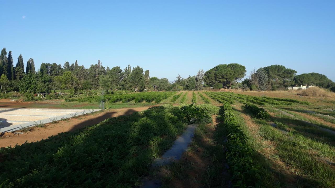 Azienda Agricola I Peperoncini Алгеро Екстериор снимка